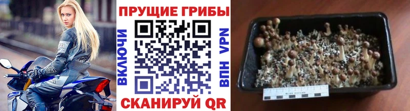 Псилоцибиновые грибы мицелий  Ишим 